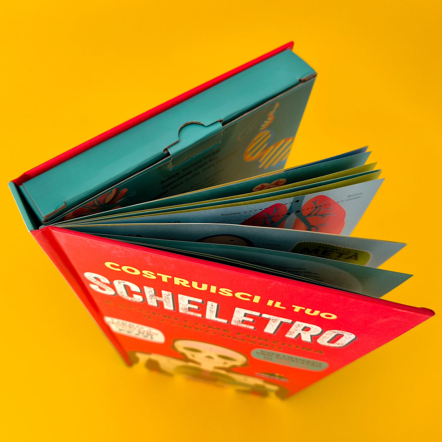 Costruisci il tuo scheletro. e scopri come funziona il corpo umano