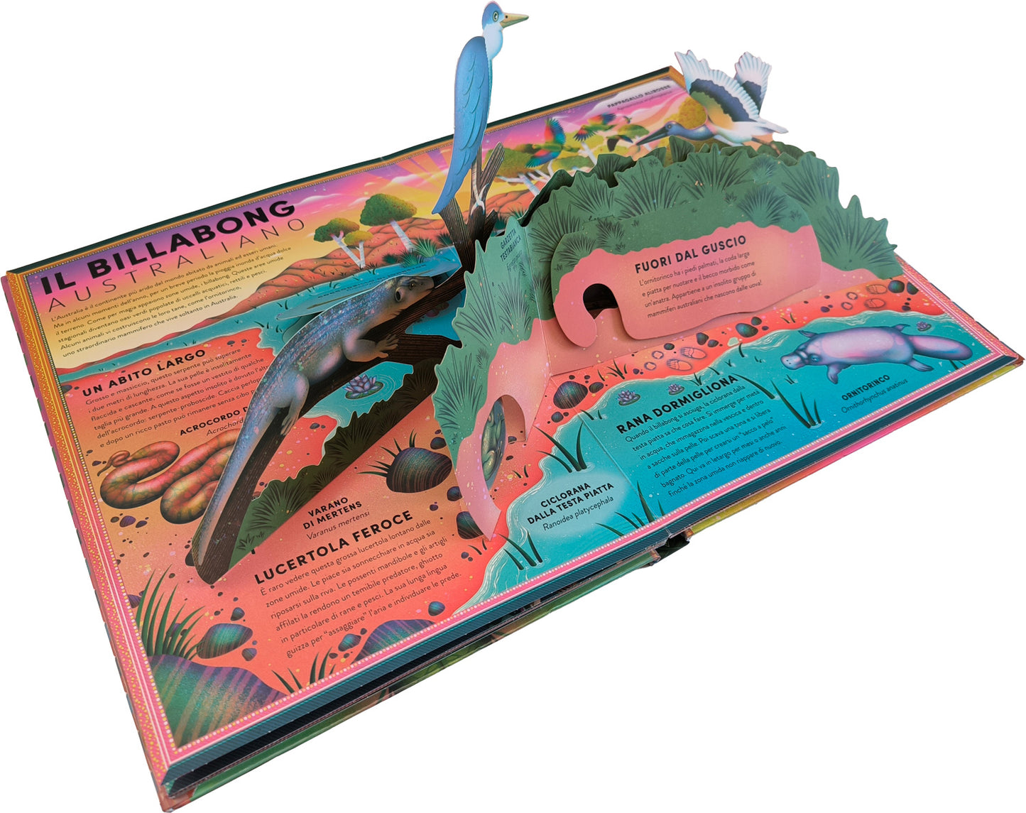 L'incredibile pop-up degli anfibi. e altri animali delle terre umide