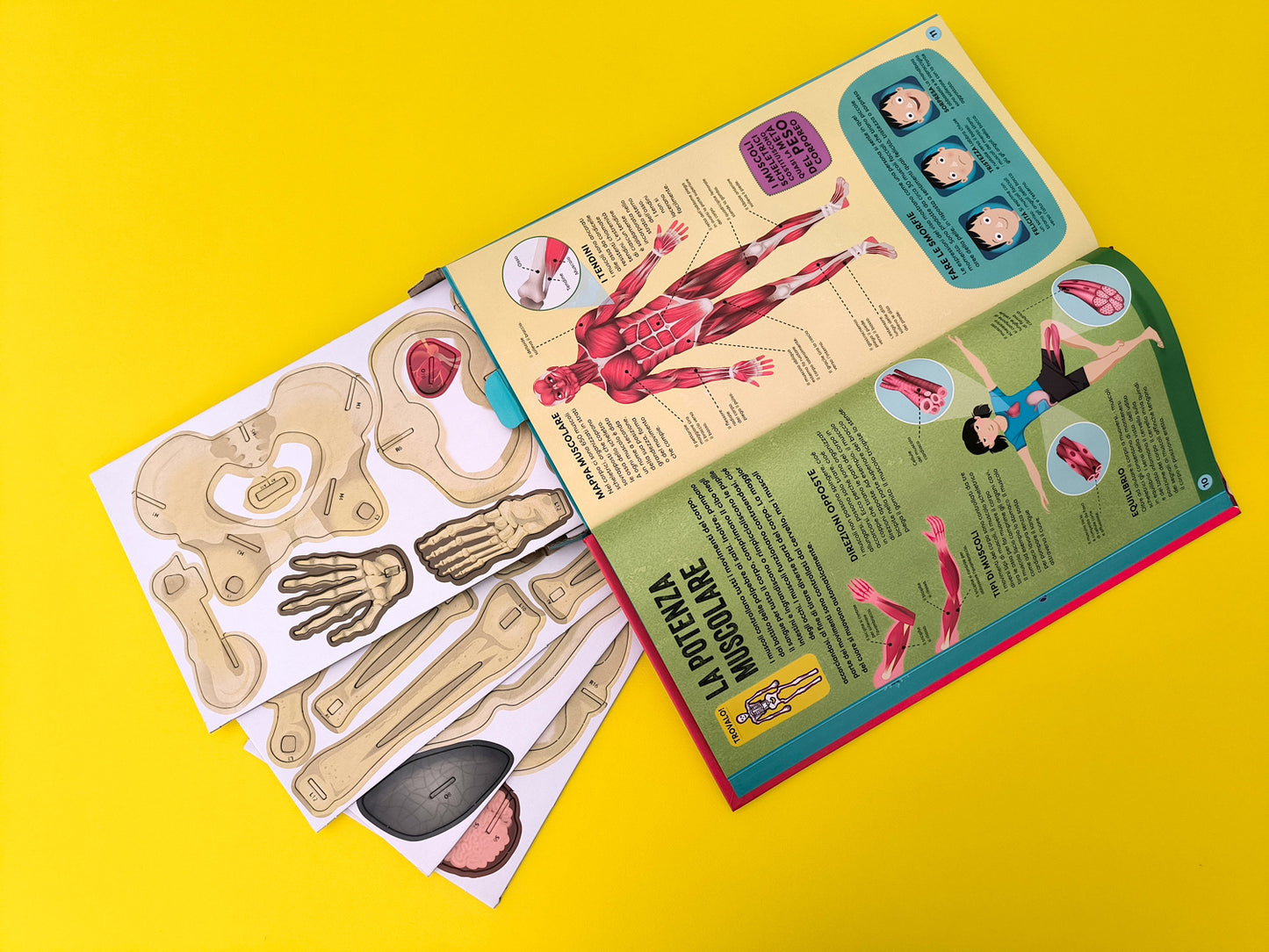 Costruisci il tuo scheletro. e scopri come funziona il corpo umano