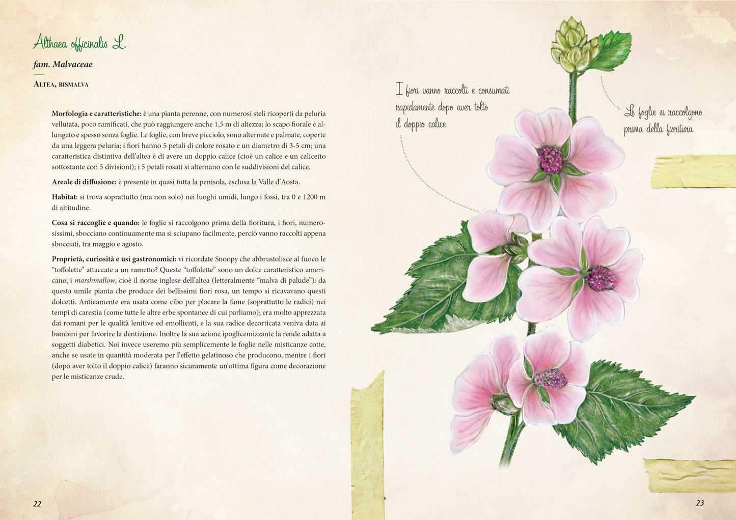 Erbe selvatiche. Riconoscimento - Raccolta - Usi gastronomici