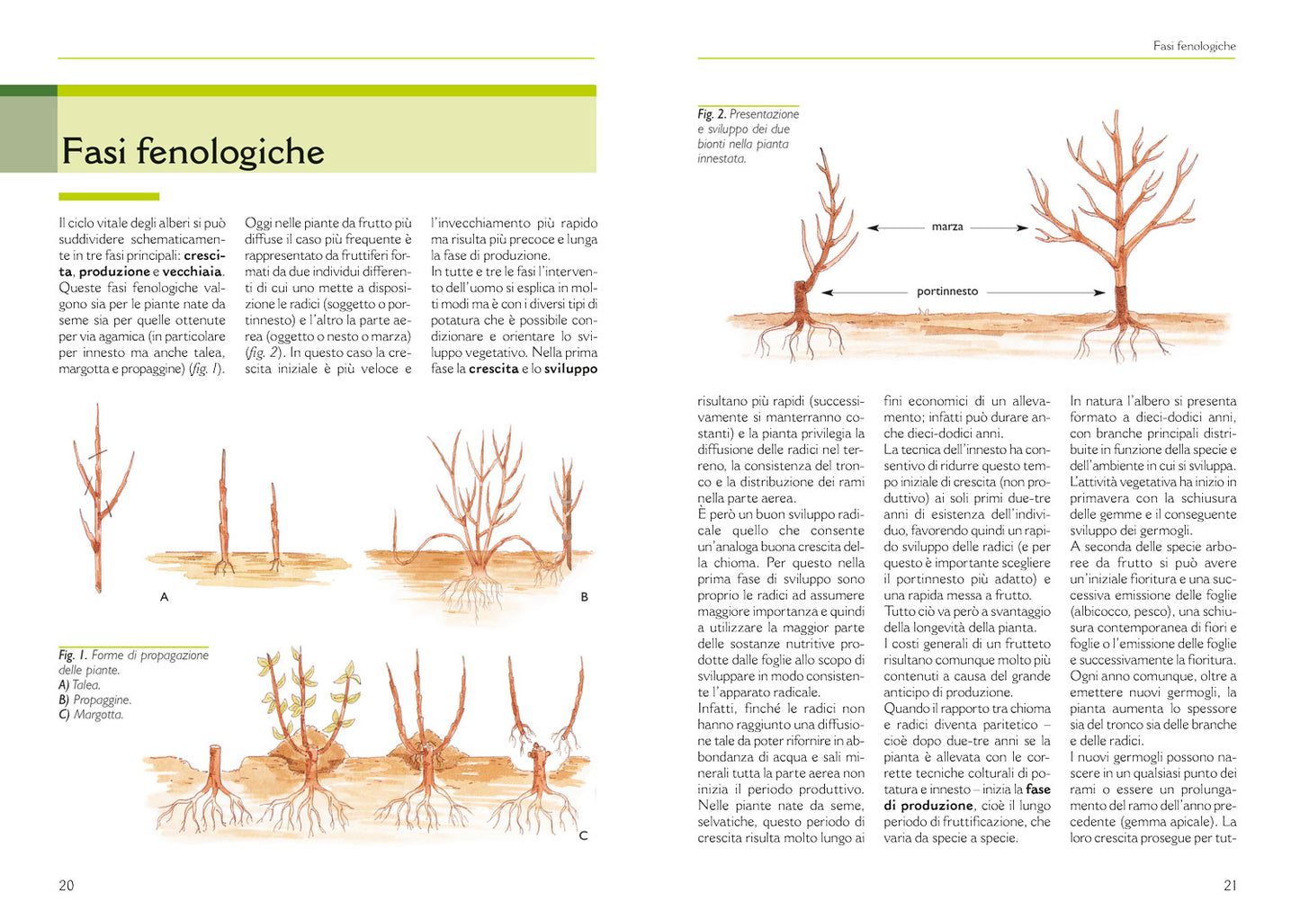 Il grande libro della potatura e degli innesti