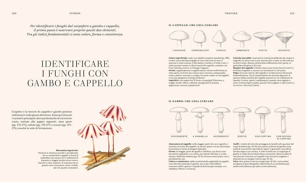 FUNGHI. LA SCIENZA E I SEGRETI DEL REGNO PIU' MISTERIOSO