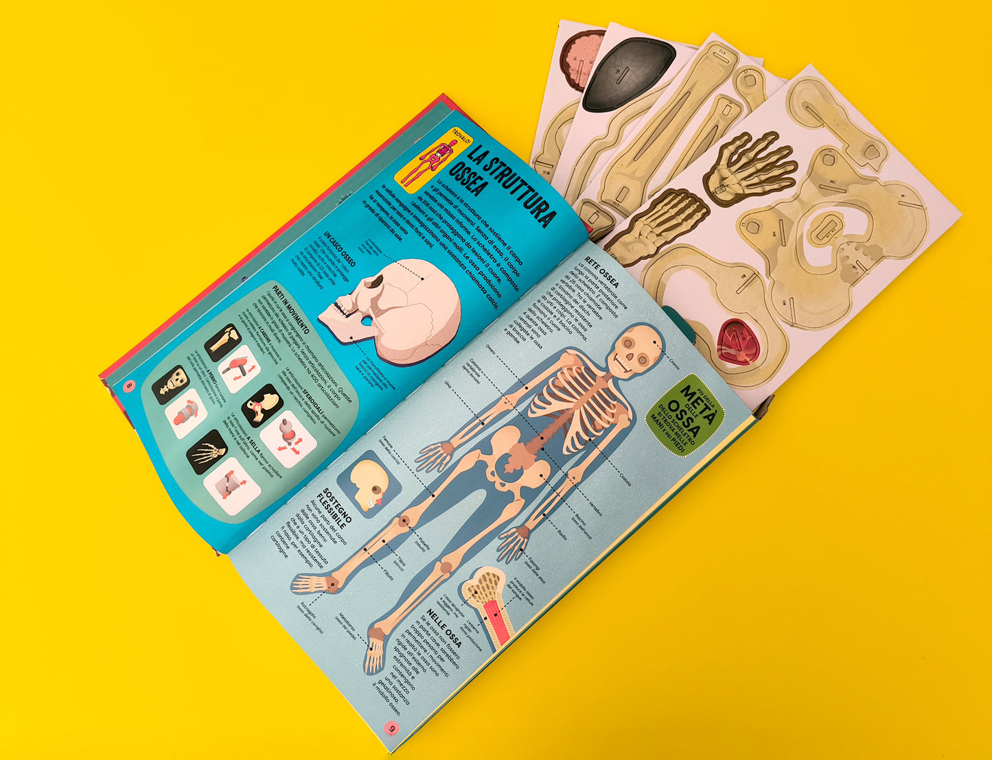 Costruisci il tuo scheletro. e scopri come funziona il corpo umano