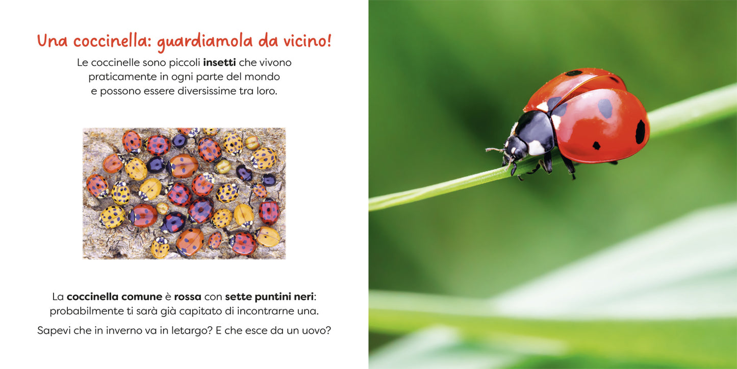 Coccinella