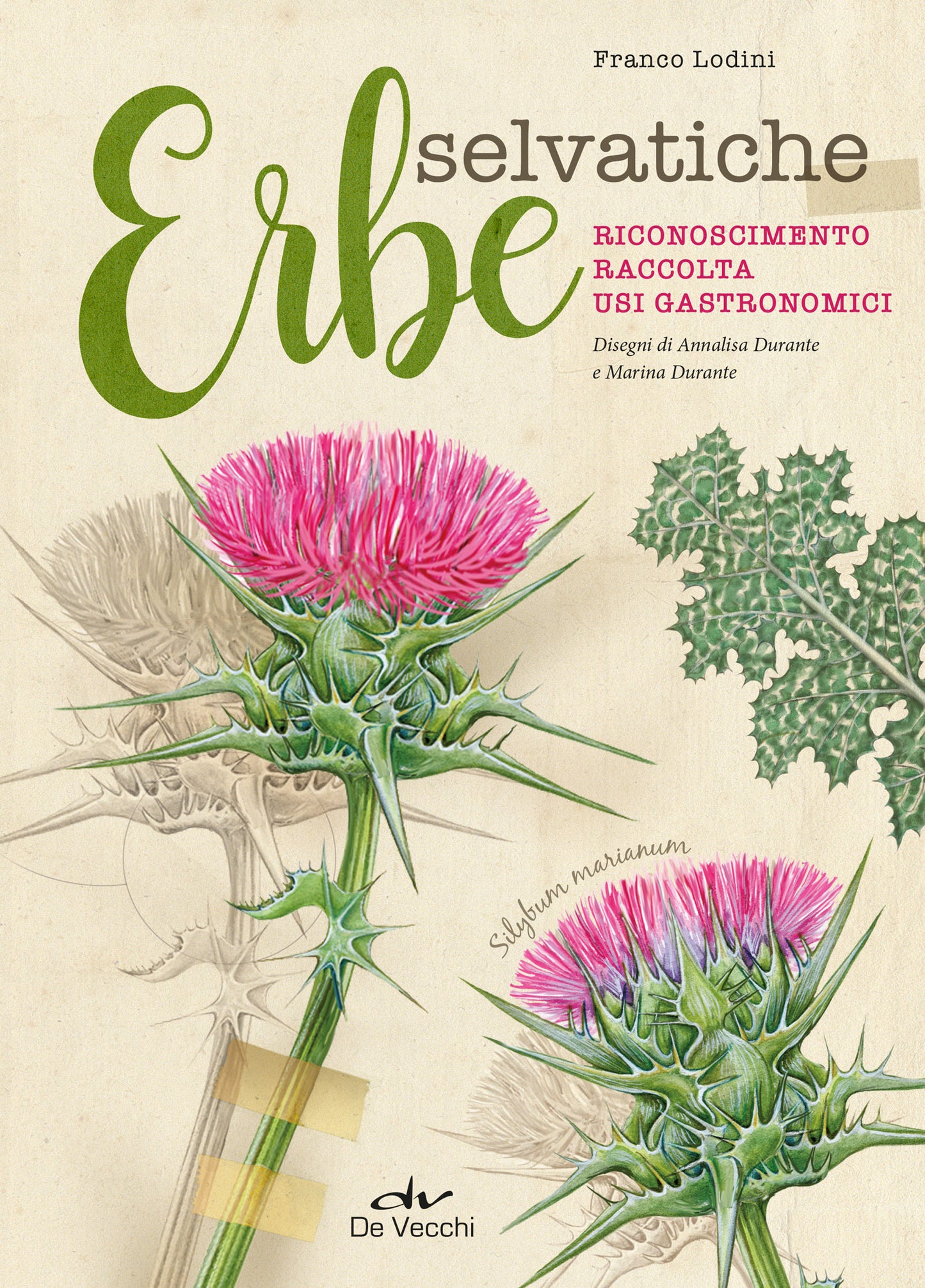 Erbe selvatiche. Riconoscimento - Raccolta - Usi gastronomici