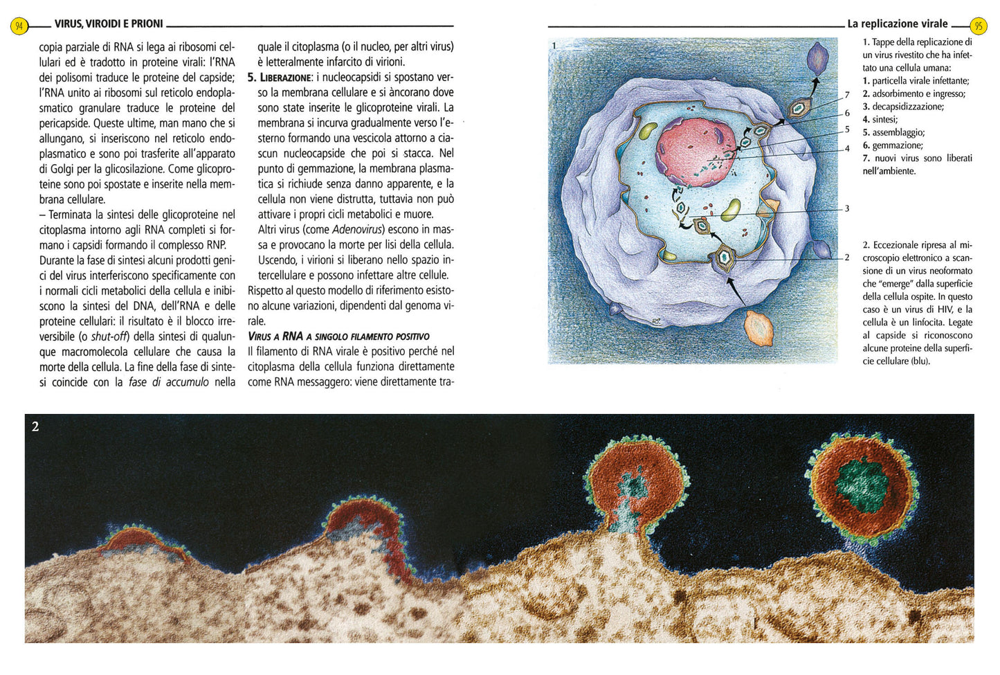 Microbiologia