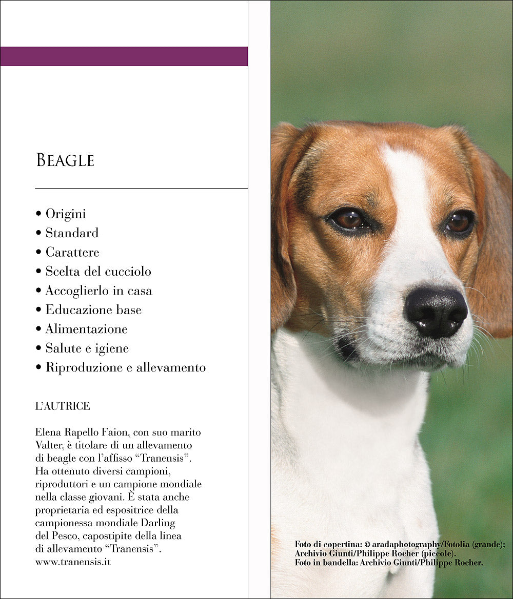 Beagle. Vita in casa - Educazione - Cure