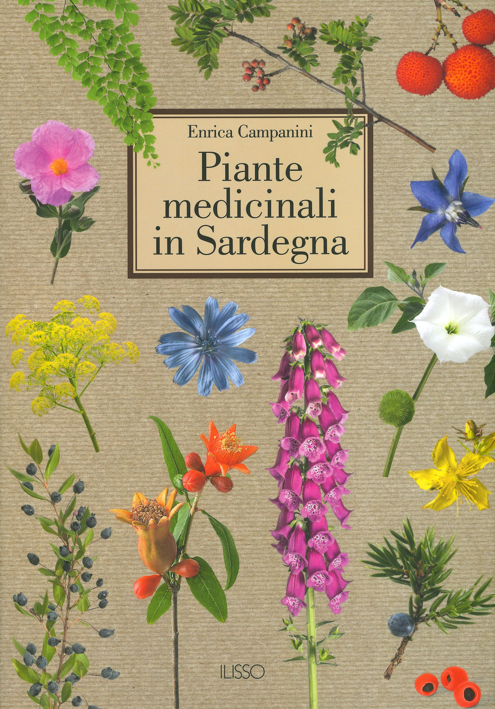 Piante medicinali in Sardegna. Ediz. a colori