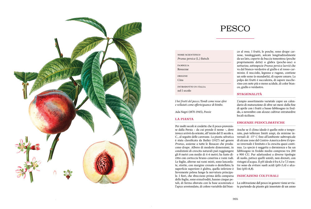 Atlante gastronomico della frutta