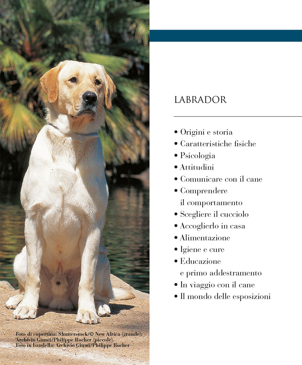 Labrador. vita in casa educazione cure
