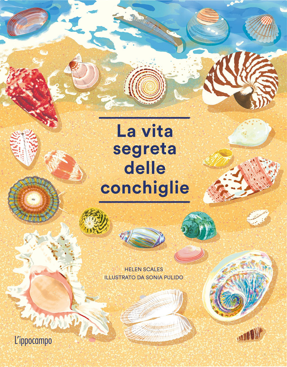 La vita segreta delle conchiglie.
