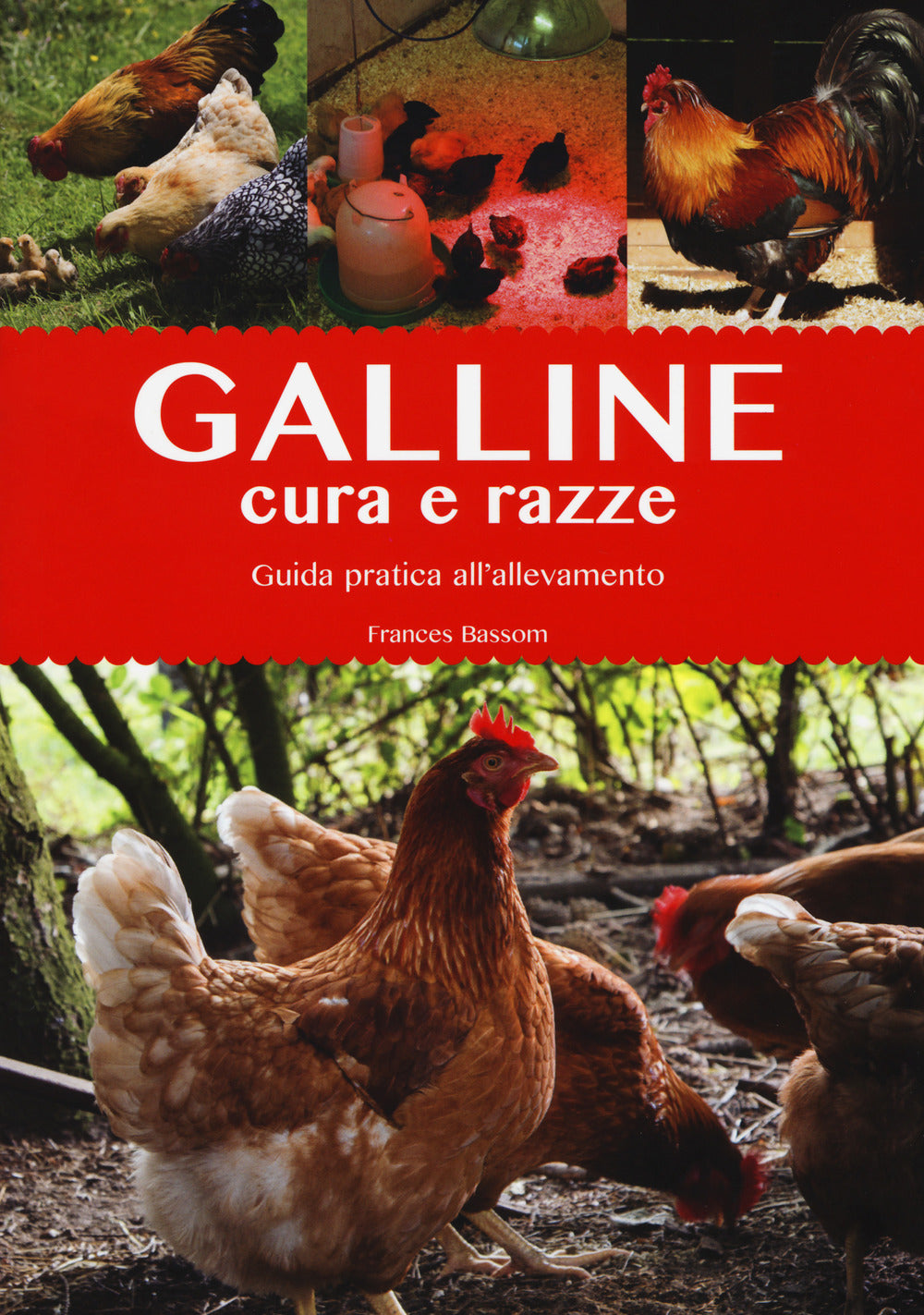 Galline. Cura e razze. Guida pratica all'allevamento. Ediz. a colori