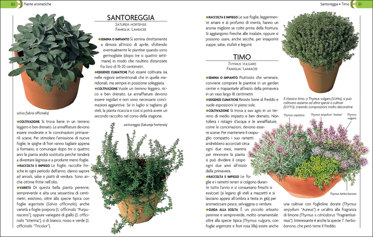 L'orto sul balcone. Organizzazione e coltivazione